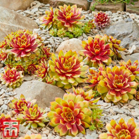 Sempervivum 'Chick Charms Gold Nugget' 9cm Potted Plant x 3