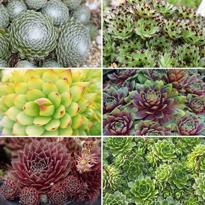 Sempervivum Collection Set of 12 Plug Plants | DIY at B&Q