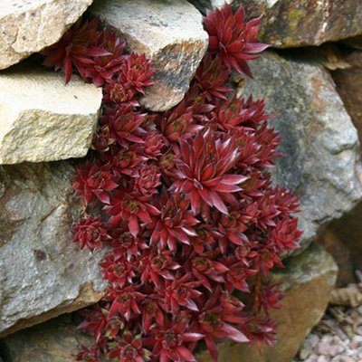 Sempervivum Collection Set of 12 Plug Plants