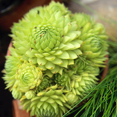 Sempervivum Collection Set of 12 Plug Plants - 3