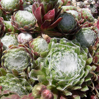 Sempervivum Collection Set of 12 Plug Plants - 4