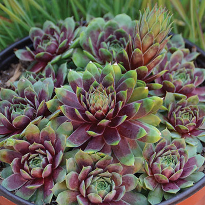 Sempervivum Collection Set of 12 Plug Plants - 6