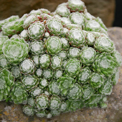 Sempervivum Collection Set of 12 Plug Plants - 7