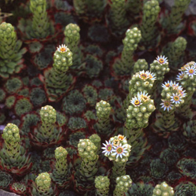 Sempervivum Collection Set of 12 Plug Plants - 8