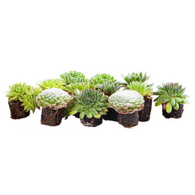 Sempervivum Collection Set of 12 Plug Plants - 9