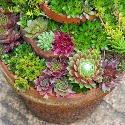 Sempervivum Plant Collection - Mix of 10 Indoor Succulent Plants, Hen and Chick Houseplants in 5.5cm Pots