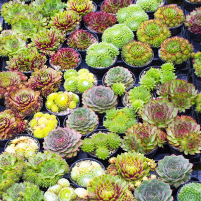 Sempervivum Plants - 10 Hen and Chick Indoor Plant Mix, Evergreen Houseplant Collection in 5.5cm Pots