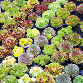 Sempervivum Plants - 20 Hen and Chick Indoor Plant Mix, Evergreen Houseplant Collection in 5.5cm Pots