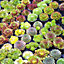 Sempervivum Plants - 5 Hen and Chick Indoor Plant Mix, Evergreen Houseplant Collection in 5.5cm Pots