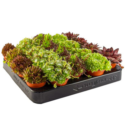 Sempervivum Plants - 5 Hen and Chick Indoor Plant Mix, Evergreen Houseplant Collection in 5.5cm Pots