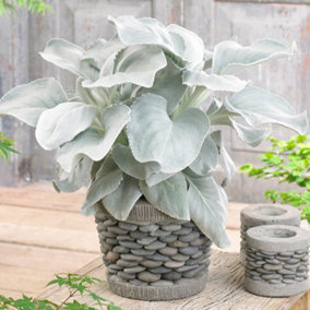 Senecio Angel Wings - Soft and Silvery Foliage Plant for Elegant UK Gardens - Outdoor Plant (20-30cm Height Including Pot)