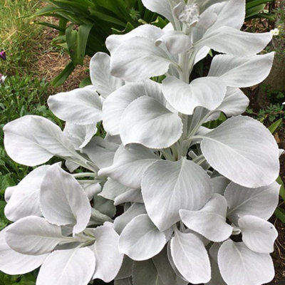 Senecio 'Angel Wings', Plant of the Month