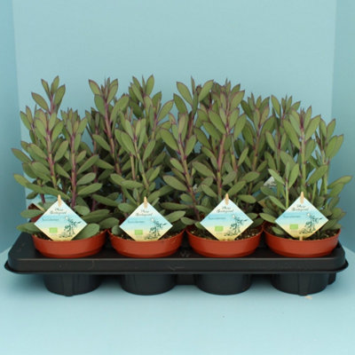 Senecio Crassissimus, 13cm Pot Size, 20cm Tall, Blue Chalksticks, Indoor Houseplant