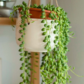 Senecio Herreianus - Evergreen Trailing Indoor Succulent Houseplant in 14cm Pot, String of Beads (20-30cm Height Including Pot)