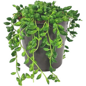 Senecio Herreianus - Indoor House Plant for Home Office, Kitchen, Living Room - Potted Houseplant (20-30cm Height Including Pot)