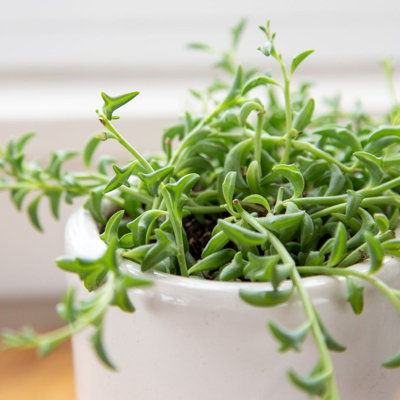 Senecio Peregrinus in 12cm Pot - String of Dolphins - Trailing Succulent Plant