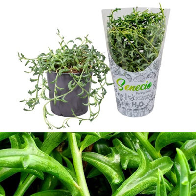 Senecio Peregrinus in 12cm Pot - String of Dolphins - Trailing Succulent Plant