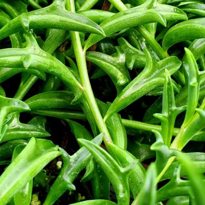 Senecio Peregrinus in 12cm Pot - String of Dolphins - Trailing Succulent Plant - 3