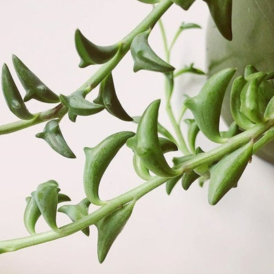 Senecio Peregrinus in 12cm Pot - String of Dolphins - Trailing Succulent Plant - 4