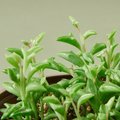 Senecio Peregrinus in 12cm Pot - String of Dolphins - Trailing Succulent Plant - 5