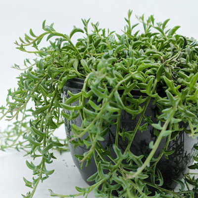 Senecio Peregrinus in 12cm Pot - String of Dolphins - Trailing Succulent Plant - 6