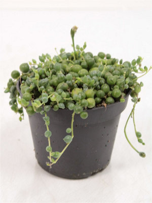 Senecio Rowleyanus, 11cm Pot Size, 2cm Tall, String-of-Pearls, Indoor Houseplant