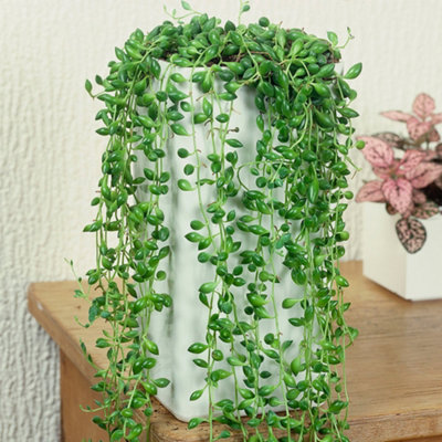 Senecio Rowleyanus - Evergreen Potted String of Pearls, Succulent Indoor Home Office Plant, Easy Care (20-30cm)