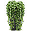 Senecio Rowleyanus - Evergreen Potted String of Pearls, Succulent Indoor Home Office Plant, Easy Care (20-30cm)