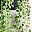 Senecio Rowleyanus - Evergreen Potted String of Pearls, Succulent Indoor Home Office Plant, Easy Care (20-30cm)