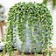 Senecio Rowleyanus - Evergreen Trailing Plant in 14cm Pot, String of Pearls, Low Maintenance, Compact Size (20-30cm)