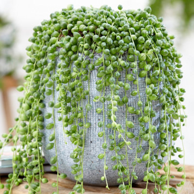 Senecio Rowleyanus - Evergreen Trailing Plant in 14cm Pot, String of Pearls, Low Maintenance, Compact Size (20-30cm)