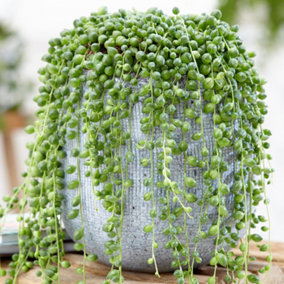 Senecio Rowleyanus - Evergreen Trailing Plant in 14cm Pot, String of Pearls, Low Maintenance, Compact Size (20-30cm)