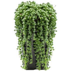 Senecio Rowleyanus - Indoor House Plant for Home Office, Kitchen, Living Room - Potted Houseplant (20-30cm Height Including Pot)