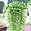 Senecio Rowleyanus - Indoor Succulent Home Office Plant, String of Pearls, Low Maintenance (20-30cm Height Including Pot)
