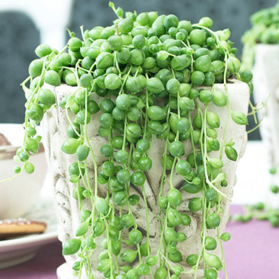 Senecio Rowleyanus - Indoor Succulent Home Office Plant, String of Pearls, Low Maintenance (20-30cm Height Including Pot)