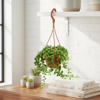 Senecio Rowleyanus Pot size 12 Cm Tendril Length 20 String of Pearls ...
