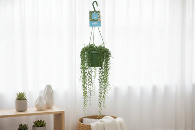 SENECIO ROWLEYANUS POT SIZE 14 CM TENDRIL LENGTH 30 STRING OF PEARLS ...