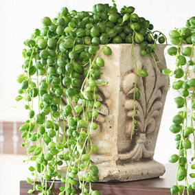 Senecio Rowleyanus String of Pearls - Trailing Indoor Houseplant, Bright Green Round Foliage, Easy Care (20-30cm)