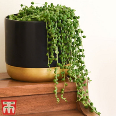 Senecio String of Pearls 14cm Pot x 1