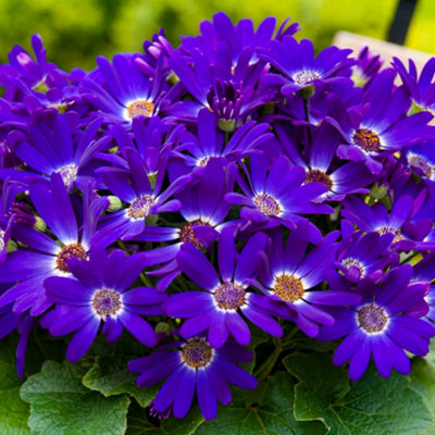 Senetti Violet, Spring Flowering Outdoor Garden Plant for Pots (25-35cm Height Including Pot)