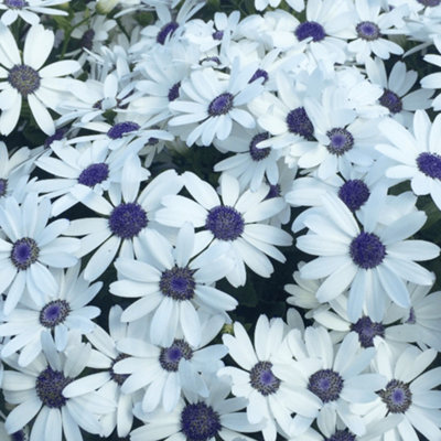 Senetti White - Pure and Elegant Spring to Autumn Blooms (2L, 25-35cm)