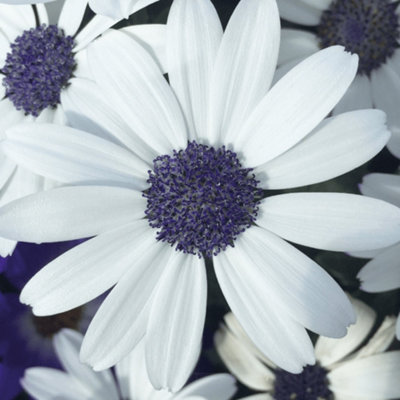Senetti White - Pure and Elegant Spring to Autumn Blooms (2L, 25-35cm)