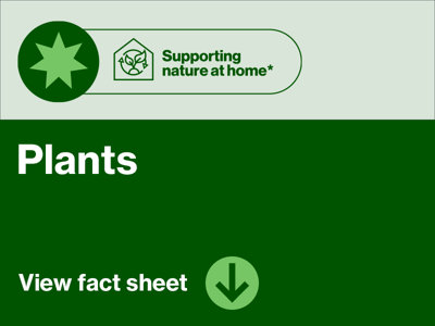 Supporting a nature at home - plants