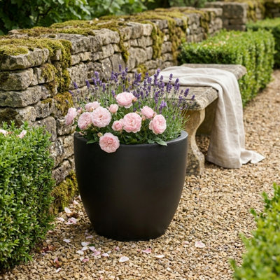 birkins plants Birkin Philodendron main image 1