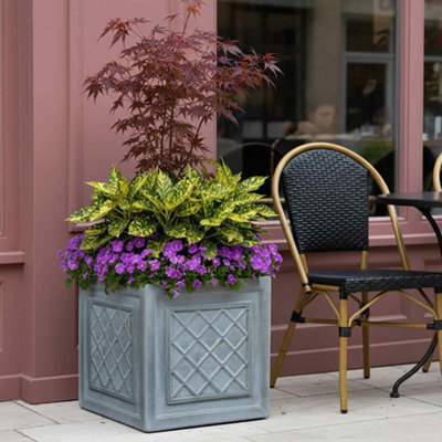 curry plant care Curry Leaf Plant in 10