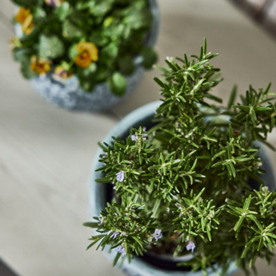 Set of 2 Vintage Embossed Trellis Design Small & Large Flower Planter Indoor Outdoor Plant Pot (H) 16cm, (Dia)19cm