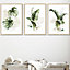 Set of 3 Framed  Framed Green and Gold Botanical Leaves / 50x70cm / Oak