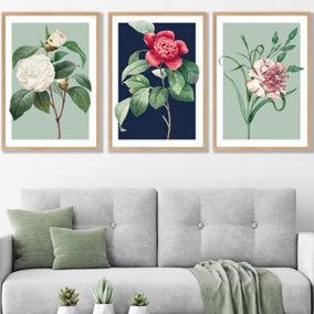 Set of 3 Framed Vintage Flowers Camellia Blue and Green / 50x70cm / Oak