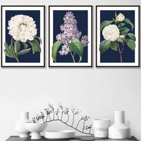 Set of 3 Framed Vintage Flowers Lilac, Peony and Camellia on Navy Blue / 42x59cm (A2) / Black