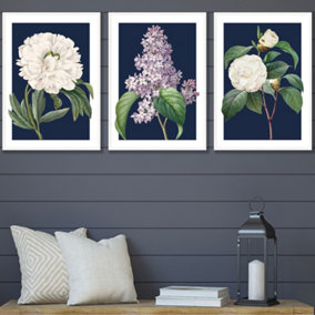 Set of 3 Framed Vintage Flowers Lilac, Peony and Camellia on Navy Blue / 42x59cm (A2) / White